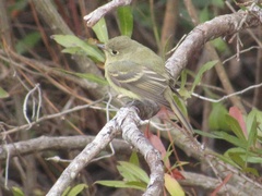 Empidonax difficilis