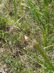 Anachloris subochraria