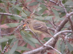 Empidonax difficilis