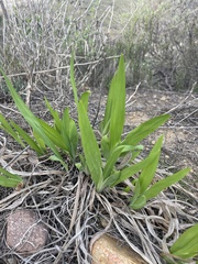 Chasmanthe floribunda