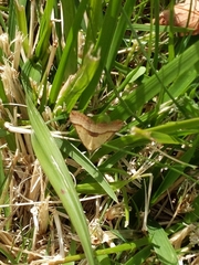 Anachloris subochraria