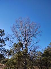 Quercus tuberculata