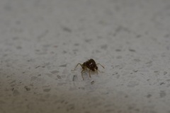 Pheidole