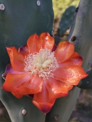 Opuntia quimilo