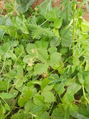 Fragaria orientalis