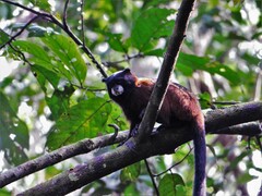Saguinus fuscicollis