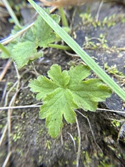 Lithophragma maximum