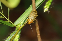 Metaxyonycha granulata