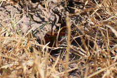 Junonia nigrosuffusa