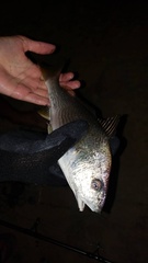 Umbrina roncador