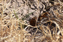 Junonia nigrosuffusa