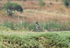 Vanellus chilensis