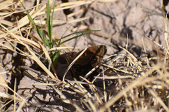 Junonia nigrosuffusa