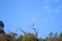 Patagioenas fasciata