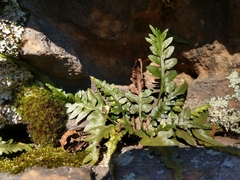 Asplenium pinnatifidum