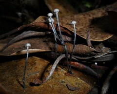 Xylaria clusiae