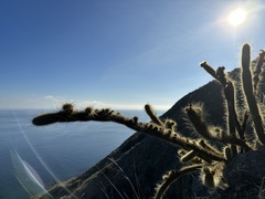 Bergerocactus emoryi