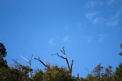 Patagioenas fasciata