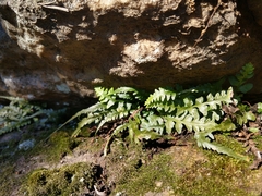 Asplenium pinnatifidum