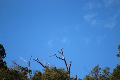 Patagioenas fasciata