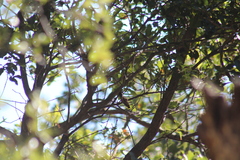 Basilinna xantusii