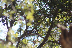 Basilinna xantusii