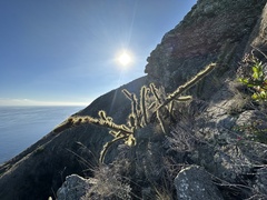 Bergerocactus emoryi