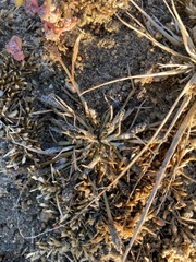 Sporobolus alopecuroides