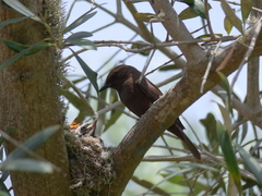Pyrocephalus rubinus obscurus