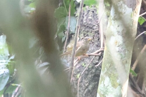 Yellow-whiskered Greenbul (Eurillas latirostris), photo 9