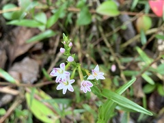 Epidendrum fimbriatum