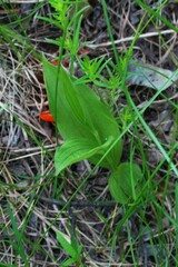 Cypripedium candidum