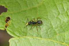 Camponotus rufipes
