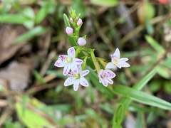 Epidendrum fimbriatum