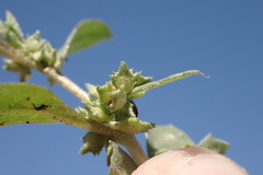 Atriplex suberecta