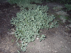 Atriplex suberecta