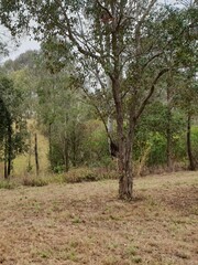 Lophostemon suaveolens