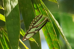 Philaethria dido