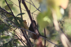 Pipilo maculatus magnirostris