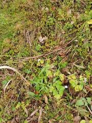 Ageratum houstonianum
