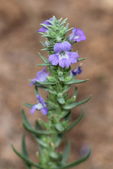 Stemodia florulenta