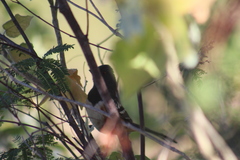 Pipilo maculatus magnirostris