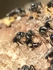 Tetragonula