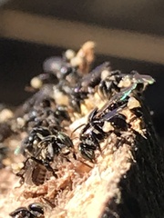 Tetragonula