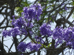 Jacaranda mimosifolia