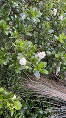 Ceanothus thyrsiflorus