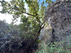 Prunus ilicifolia lyonii