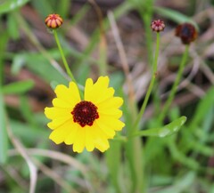 Coreopsis tinctoria