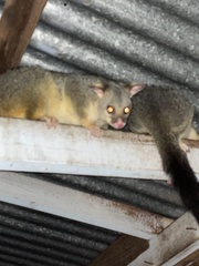 Trichosurus vulpecula