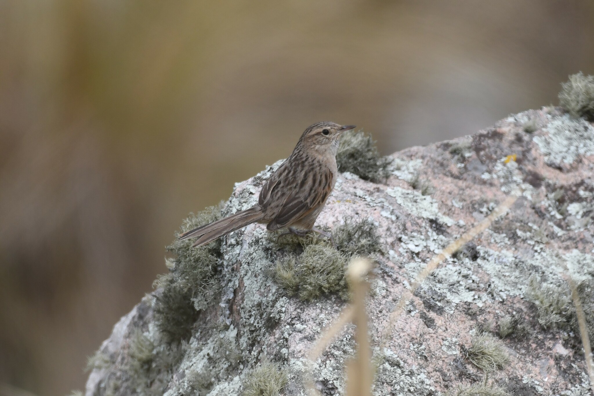 Streak-backed Canastero (Asthenes wyatti)